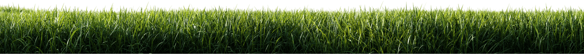 green grass meadow isolated on white background 2025 03 25 02 08 21 utc 56N5YGR