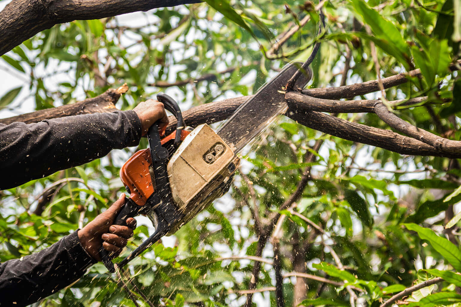 tree surgery ayrshire